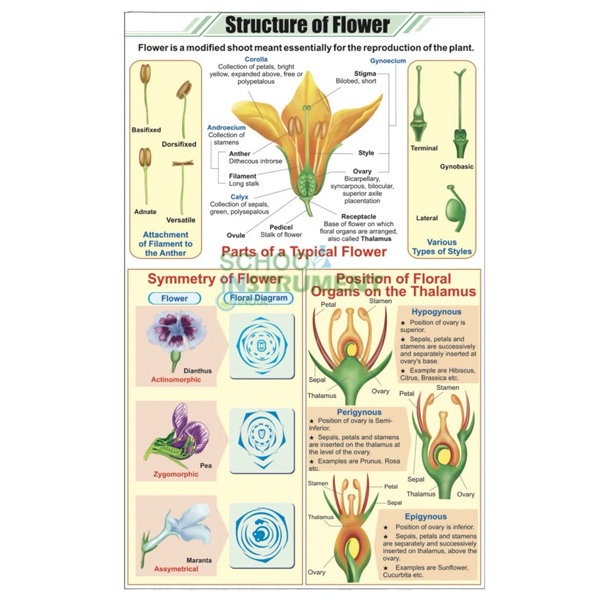 Flower Charts, Botany